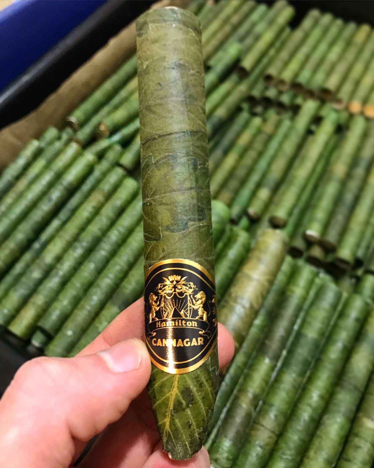 Learn how to make an all cannabis cigar (aka cannagar) wrapped in fan  leaves 