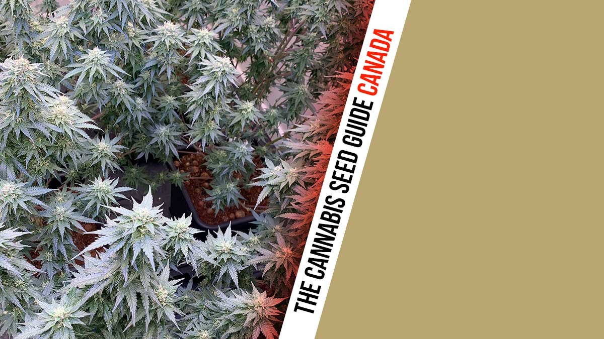 cannabis-seed-guide